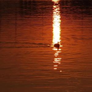 ADM-529森日向子航空
